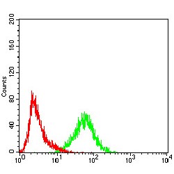 Importin Subunit Alpha-2 (KPNA2) Antibody