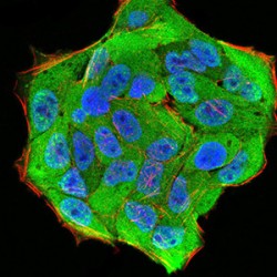 Importin Subunit Alpha-2 (KPNA2) Antibody