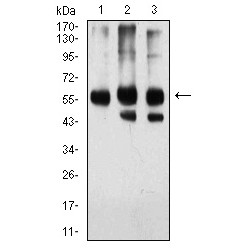 Importin Subunit Alpha-2 (KPNA2) Antibody