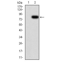 Importin Subunit Alpha-2 (KPNA2) Antibody