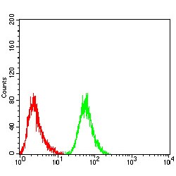 Eukaryotic Peptide Chain Release Factor Subunit 1 (ETF1) Antibody