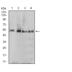 Eukaryotic Peptide Chain Release Factor Subunit 1 (ETF1) Antibody