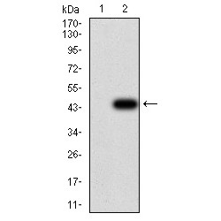 Ras-Related Protein Rab-1B (Rab1b) Antibody