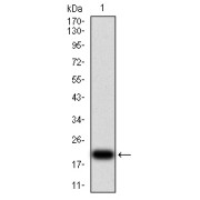 WB analysis of recombinant Human VEGFA (207-371 AA), using VEGFA Antibody.