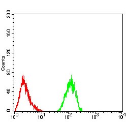 Methylmalonate-Semialdehyde Dehydrogenase [acylating], Mitochondrial (ALDH6A1) Antibody