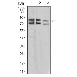 Interleukin-1 Receptor Accessory Protein-Like 1 (IL1RAPL1) Antibody