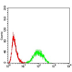 14-3-3 Protein Beta/Alpha (YWHAB) Antibody