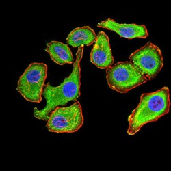 14-3-3 Protein Beta/Alpha (YWHAB) Antibody