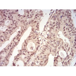 14-3-3 Protein Beta/Alpha (YWHAB) Antibody