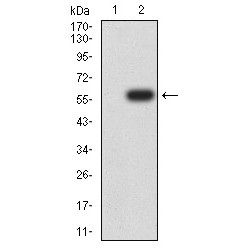 14-3-3 Protein Beta/Alpha (YWHAB) Antibody