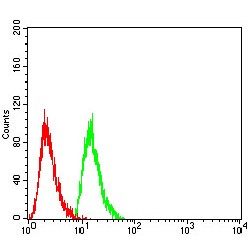 Guanosine Triphosphatase Ran (RAN) Antibody