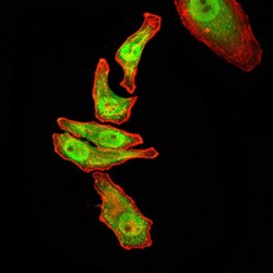 Guanosine Triphosphatase Ran (RAN) Antibody