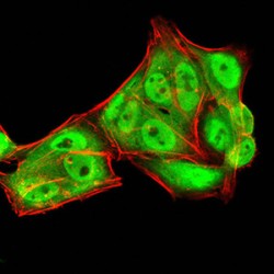 Guanosine Triphosphatase Ran (RAN) Antibody