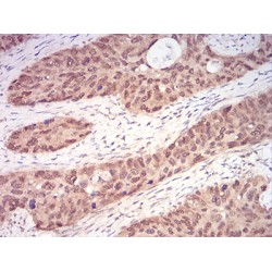 Guanosine Triphosphatase Ran (RAN) Antibody