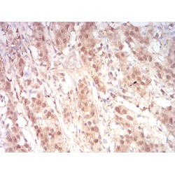 Guanosine Triphosphatase Ran (RAN) Antibody