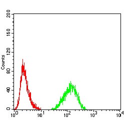 Lamin-B2 (LMNB2) Antibody