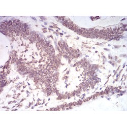Lamin-B2 (LMNB2) Antibody