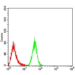 MOB Kinase Activator 1A (MOB1A) Antibody