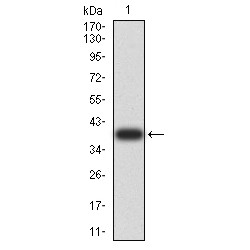 PYD And CARD Domain Containing (PYCARD) Antibody