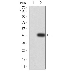 PYD And CARD Domain Containing (PYCARD) Antibody