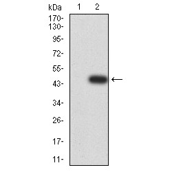 5'-3' Exoribonuclease 2 (XRN2) Antibody