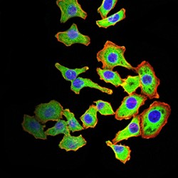 ADP-Ribosylation Factor 1 (ARF1) Antibody