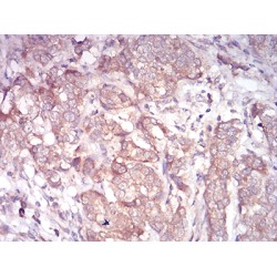 ADP-Ribosylation Factor 1 (ARF1) Antibody