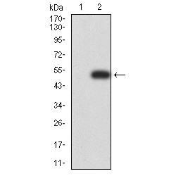 ADP-Ribosylation Factor 1 (ARF1) Antibody