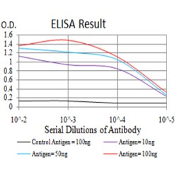 Ras-Related Protein Rab-6B (RAB6B) Antibody