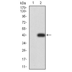 Ras-Related Protein Rab-6B (RAB6B) Antibody