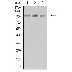 Lysine-Specific Histone Demethylase 1A (KDM1A) Antibody