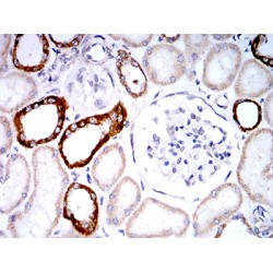 Phospholipase D2 (PLD2) Antibody