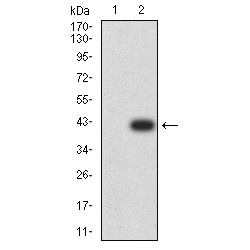 Phospholipase D2 (PLD2) Antibody