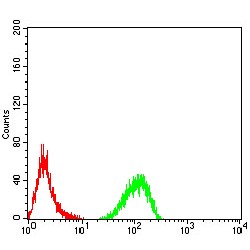 Transcription Termination Factor 1 (TTF1) Antibody