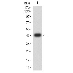 Transcription Termination Factor 1 (TTF1) Antibody