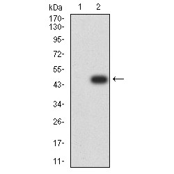 Dual Adapter For Phosphotyrosine And 3-Phosphotyrosine And 3-Phosphoinositide (DAPP1) Antibody