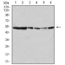 Mitogen-Activated Protein Kinase 10 / JNK3 (MAPK10) Antibody