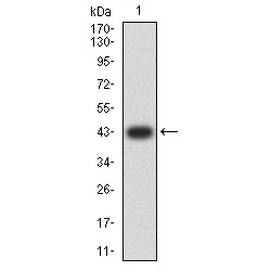 Mitogen-Activated Protein Kinase 10 / JNK3 (MAPK10) Antibody
