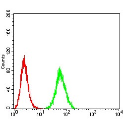 Eukaryotic Translation Initiation Factor 5 (EIF5) Antibody