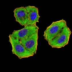 Eukaryotic Translation Initiation Factor 5 (EIF5) Antibody