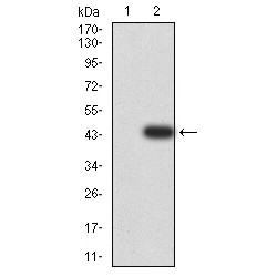 RAC-Gamma Serine/threonine-Protein Kinase (AKT3) Antibody