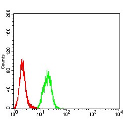 Spleen Tyrosine Kinase (SYK) Antibody