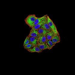 Spleen Tyrosine Kinase (SYK) Antibody