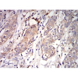 Complement Component 1q Subcomponent A (C1qA) Antibody