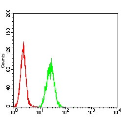 P2X Purinoceptor 7 (CPV-VP2) Antibody