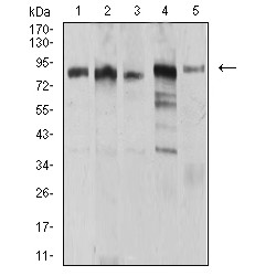 E3 Ubiquitin-Protein Ligase UHRF1 (UHRF1) Antibody