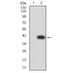 Disabled Homolog 2 (DOC2) Antibody