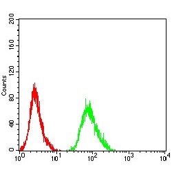 Beta-2 Adrenergic Receptor (ADRB2) Antibody