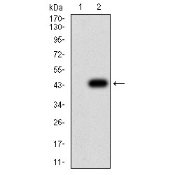 Cyclin D1 (CCND1) Antibody