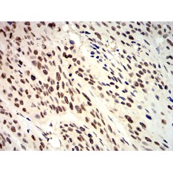 Anaphase-Promoting Complex Subunit 10 (ANAPC10) Antibody